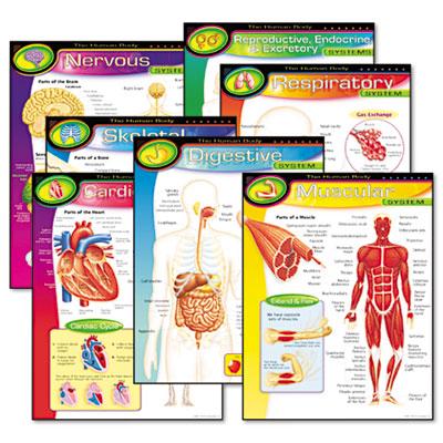 Trend The Human Body 17" X 22" Learning Chart Combo Pack 7/pack